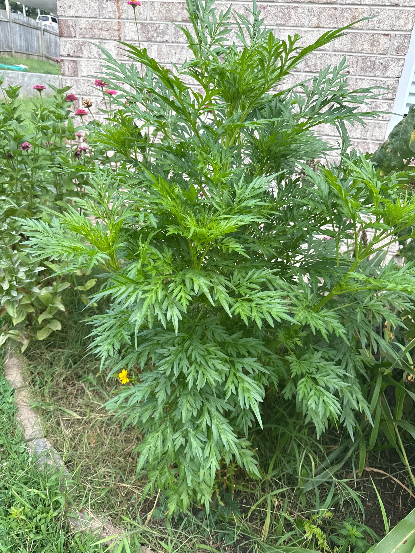 Weed Removal/Hedge Trim